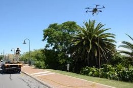 accionar contra el picudo rojo