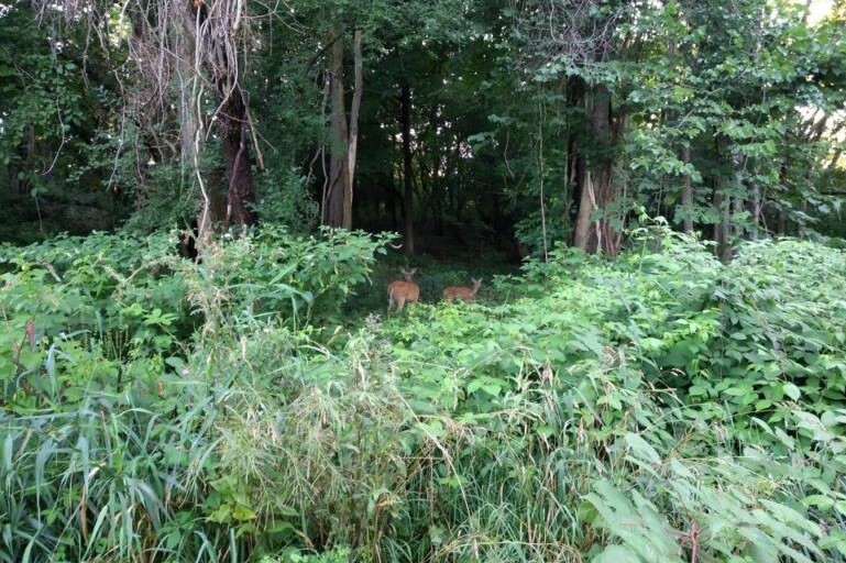 bosques tras sequías