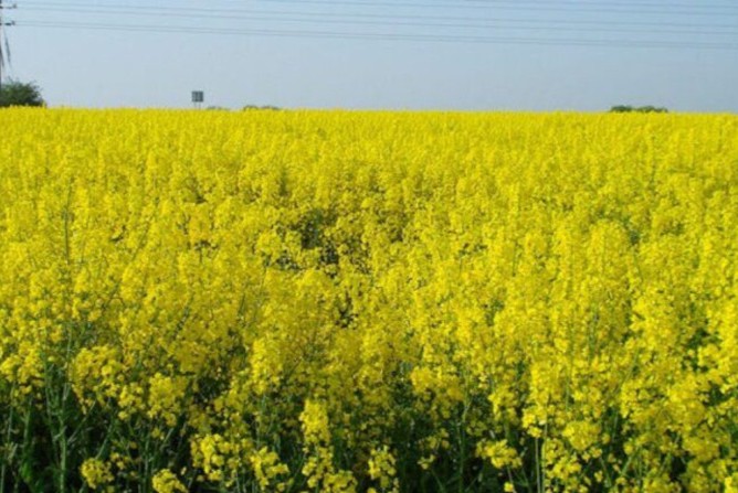 canola