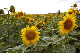 complejo girasolero