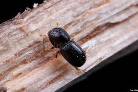 escarabajo de la madera