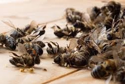 muerte de abejas y continúa