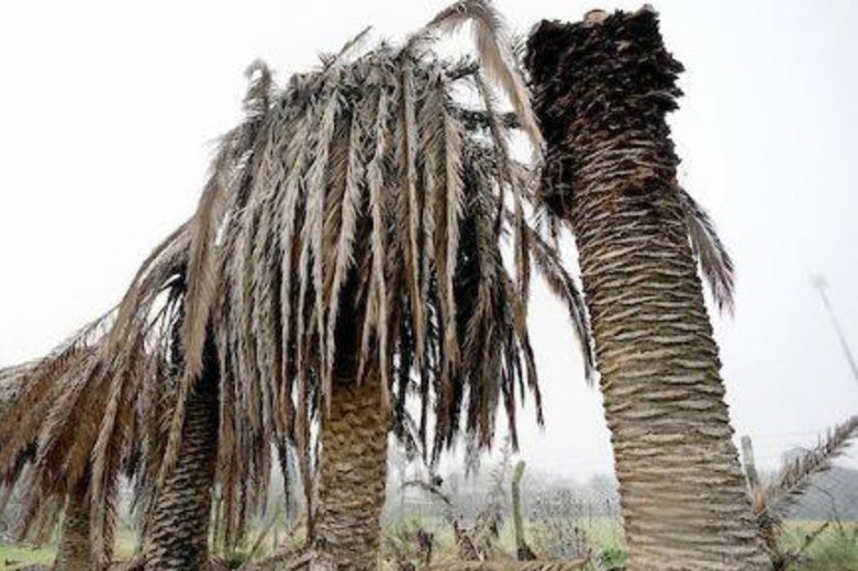 palmera