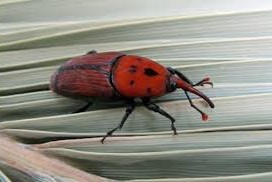 picudo rojo en trampa de Laguna Garzón