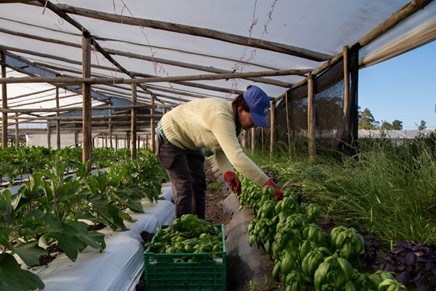 productores granjerose