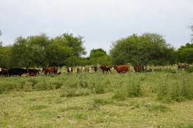 reglamento sobre deforestacion