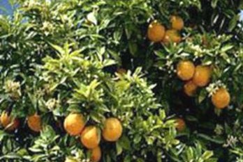 Inversión extranjera citricultura