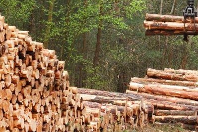 sector forestal de Uruguay crecieron