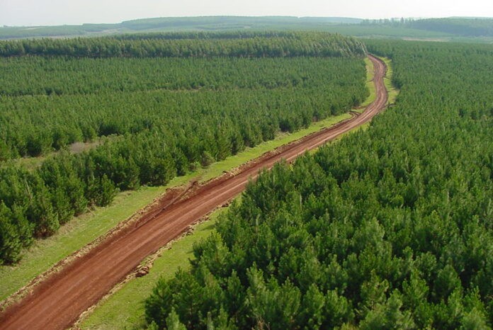 Bosques del Plata Forestaciones