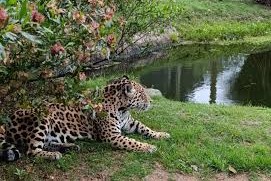 Ejemplar de jaguar