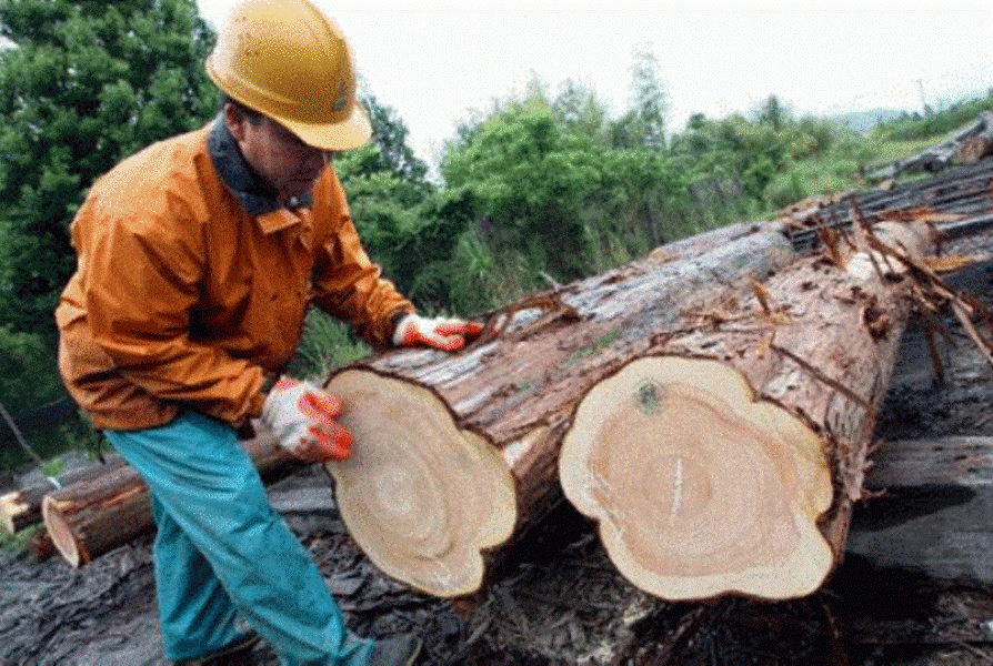 Resultado de imagen para explotacion forestal