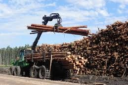 Productores forestales