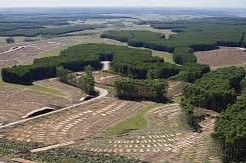 Sector forestal inversiones