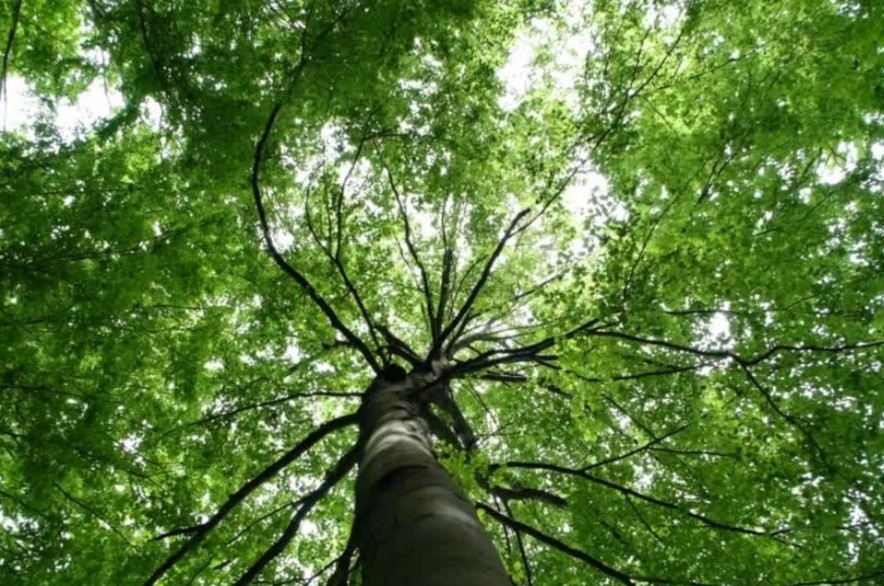 arbol copa