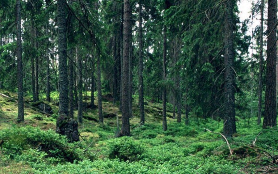 bosque sueco 