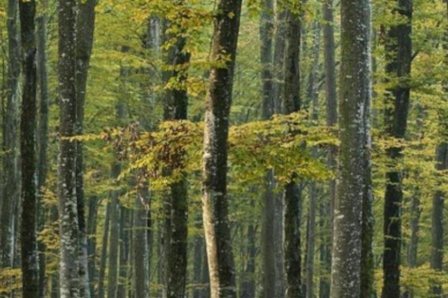 bosque de madagascar