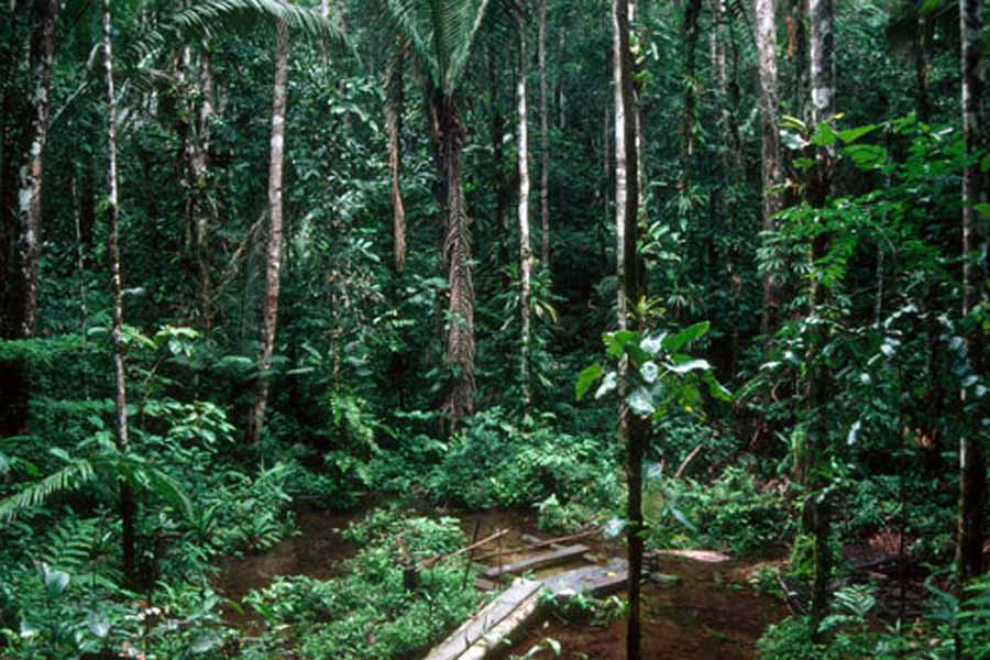 brazilian forest