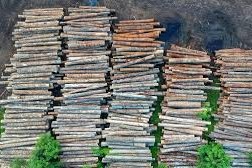 deforestación ambiental y productiva