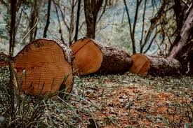 destrucción de bosques tropicales