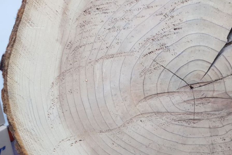 edad de un arbol