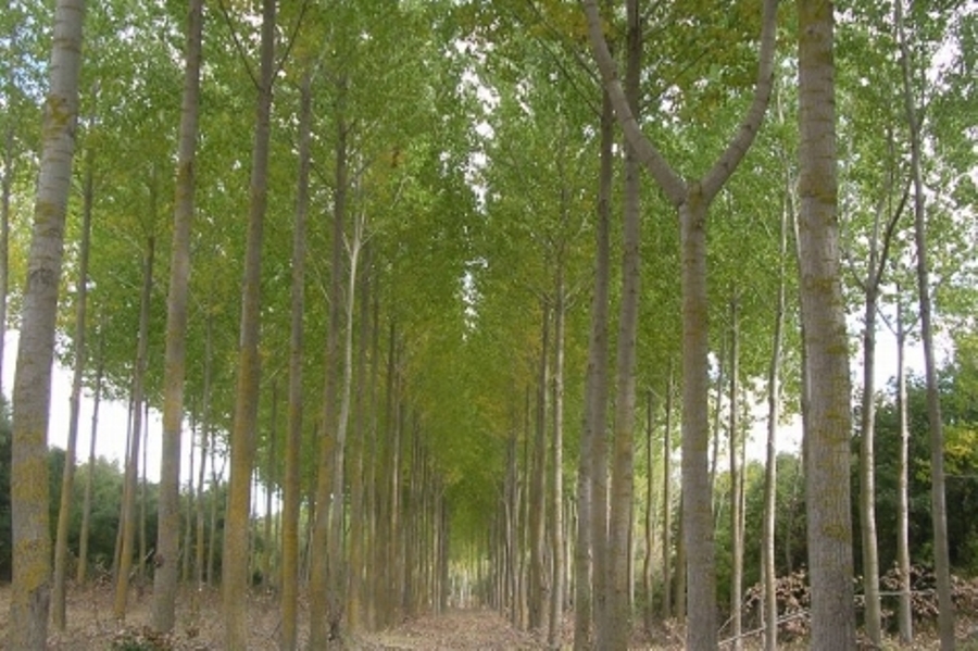 forestal arboles