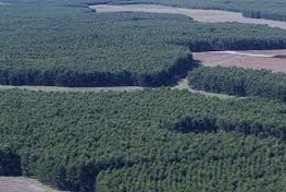 forestal en Uruguay