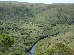forestal en área protegida de la Laguna Merínn
