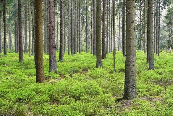industria forestal