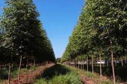 industria forestal