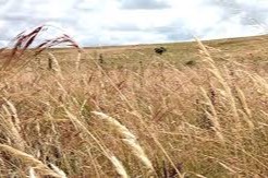 pastizales pese al avance forestal